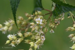 Neillia thyrsiflora